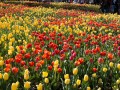 0929-1555 Floriade (1040960)